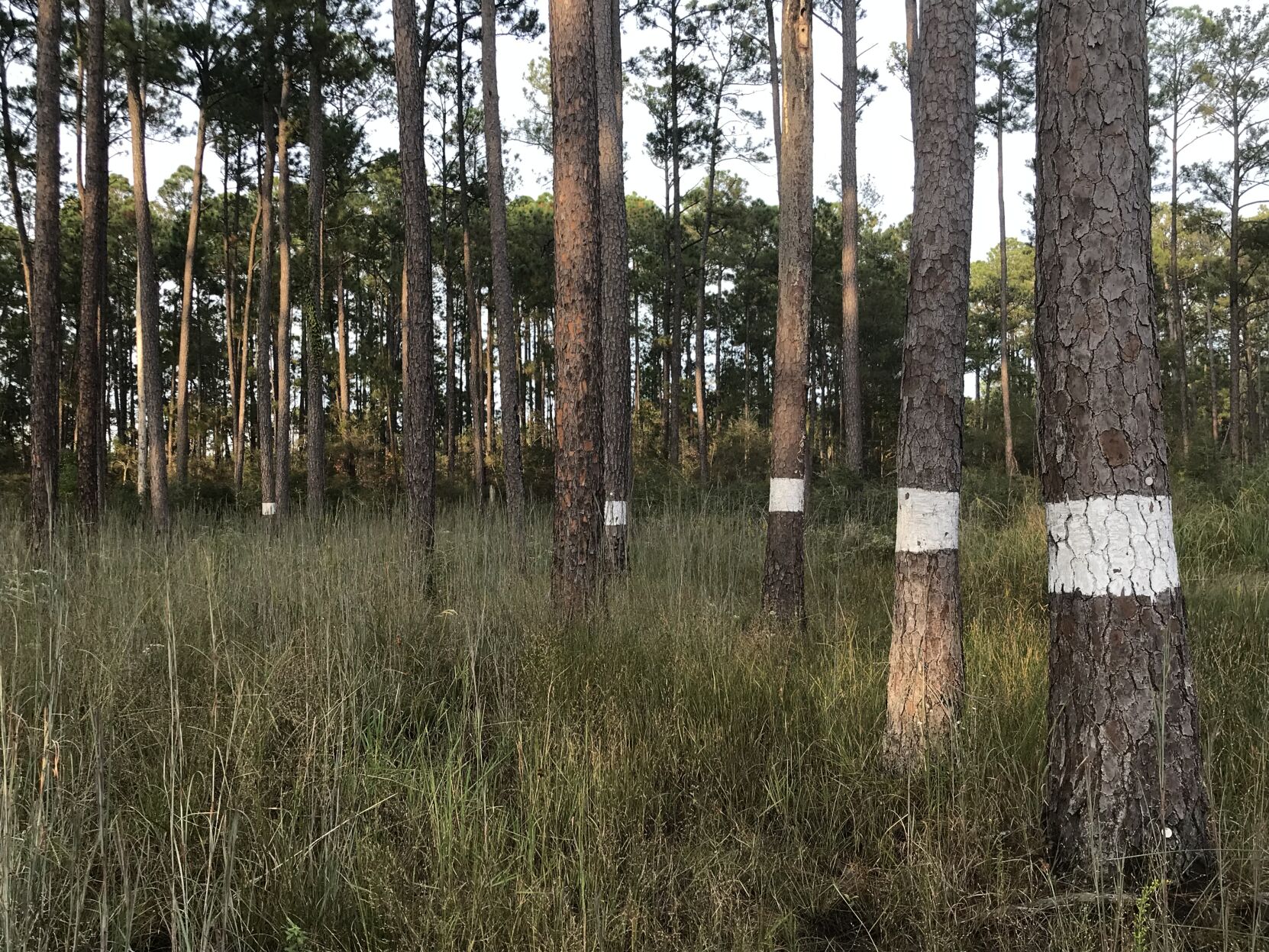 Big_Branch_woodpecker_cluster_trees.100420.jpg